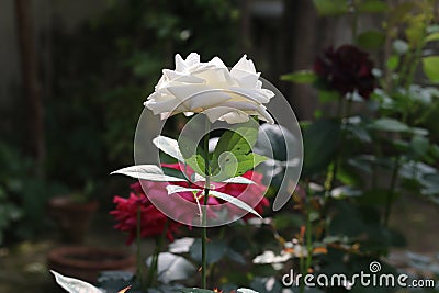 White rose close up Stock Photo