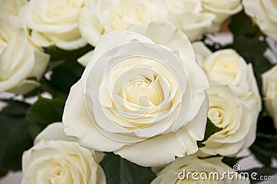 White rose closeup Stock Photo