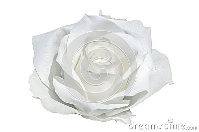 White rose closeup Stock Photo