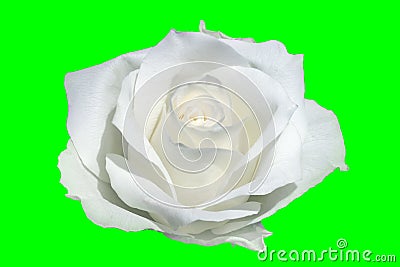 White rose closeup Stock Photo