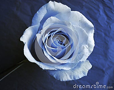 white rose in cyanotype style Stock Photo