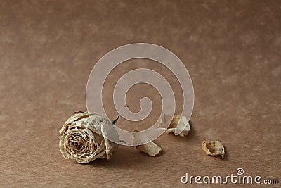 White rose dried flower Stock Photo