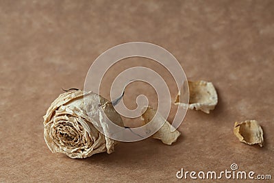 White rose dried flower Stock Photo