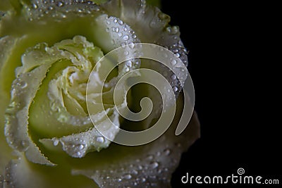 White rose, with drops of moisture on the petals, close-up on a dark background. Flower macro Stock Photo