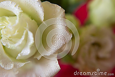 White rose, with drops of moisture on the petals, close-up on a red background. Flower macro Stock Photo