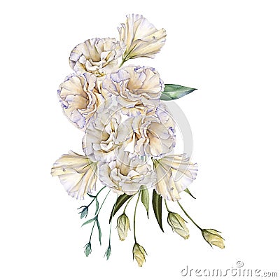 White Rose. Eustoma. Isolated on a white background. Cartoon Illustration