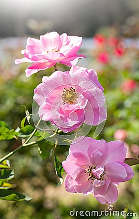 White rose flower Stock Photo