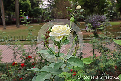 White rose flower in a garden on blurred nature background. White rose with green grass in a floral garden. Beautiful rose flower Stock Photo