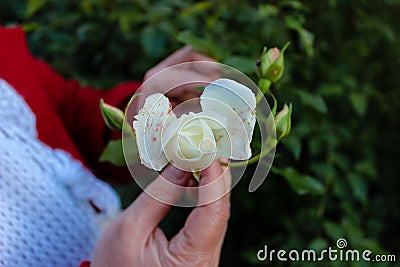 A white rose flower in the hands of a woman. Stock Photo