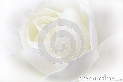 White rose. Wedding holiday card Stock Photo