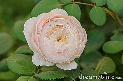 White rose flowers Desdemona. White rose grows in a rose garden Stock Photo