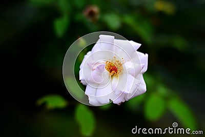 White rose front closeup picture from nature Stock Photo