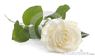 White rose in front of white background Stock Photo