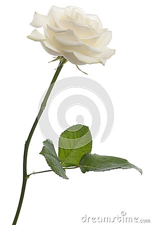 White rose in front of white background Stock Photo