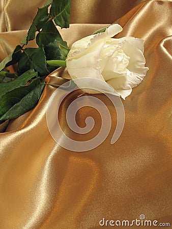 White rose on gold satin Stock Photo