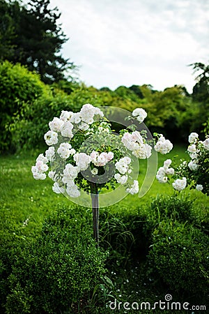 White rose tree in a park Stock Photo