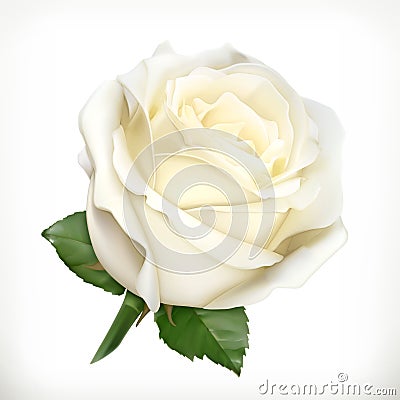 White rose illustration Vector Illustration