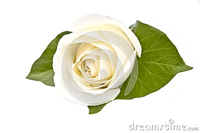 White Rose Isolated Stock Photo