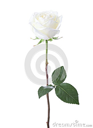 White rose isolated on white background Stock Photo