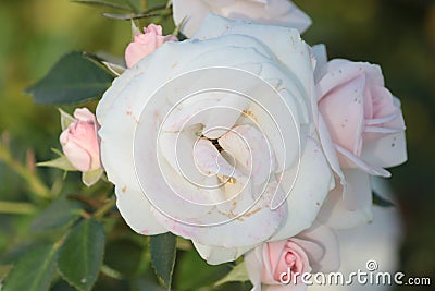 White rose on the lawn Stock Photo