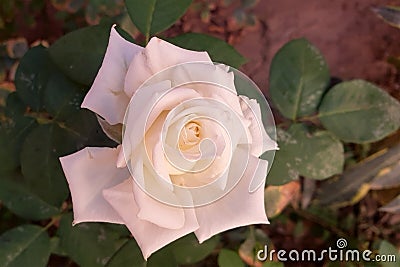 Whiteness in roses Stock Photo