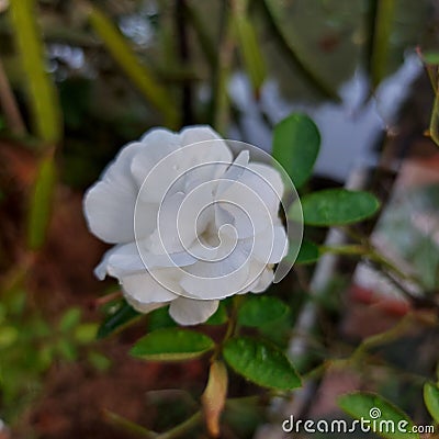 White rose with a little rain drop Stock Photo