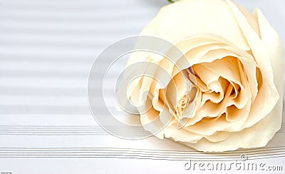 White rose on a music book Stock Photo