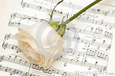 White rose on the musical notes page Stock Photo