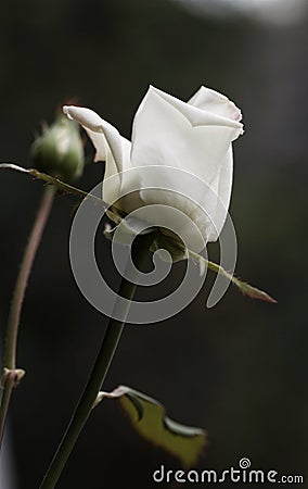 White rose and a new cocoon Stock Photo