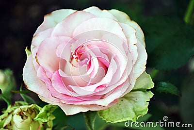 White rose with pink center blooming bud on green bush, petals close up detail, soft blurry bokeh Stock Photo
