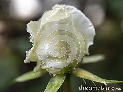 white rose rain drop macro Stock Photo