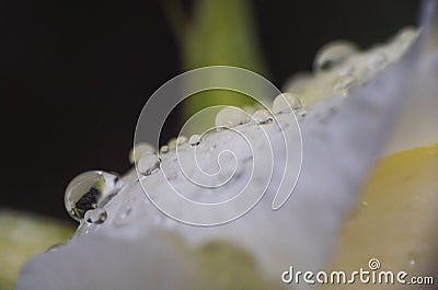 White rose rain drop macro close-up Stock Photo