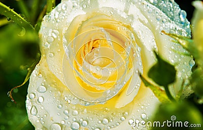 White Rose After Rain Stock Photo