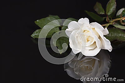 White Rose with Reflection Stock Photo