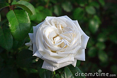 White rose Stock Photo