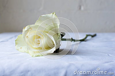 White rose on table Stock Photo