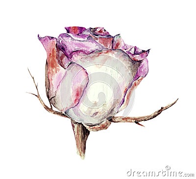 White rose, watercolor, image Stock Photo