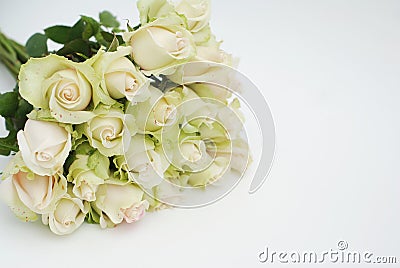 White Rose on white background. Fresh bouquet of flowers. Stock Photo