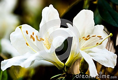 White rose wild Stock Photo