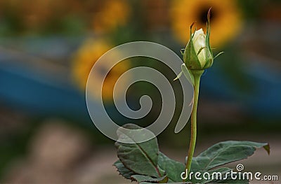 White rosebud focus on foreground Stock Photo