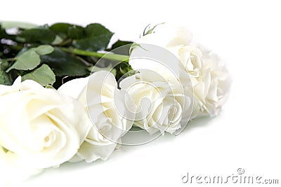 White roses Stock Photo