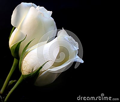 White Roses Stock Photo
