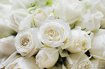 White roses Stock Photo