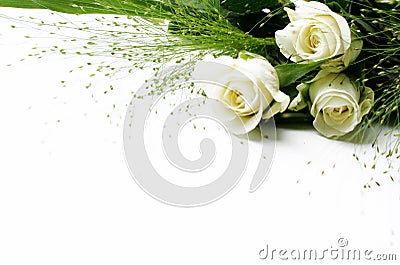 White roses Stock Photo