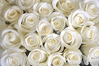 White Roses background Stock Photo