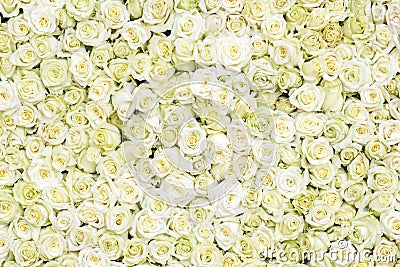 White roses background Stock Photo