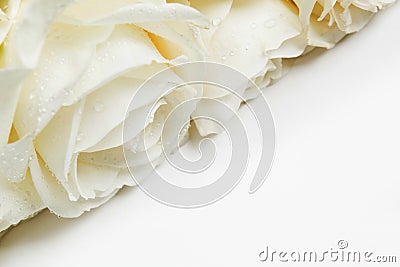 White roses on white background with copy space. Beautiful flowers with top view and selective focus. Wedding card Stock Photo