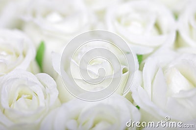 White rose love roses romantic valentine wedding gift petals petal arrangement anniversary marriage pretty passion romance bridal Stock Photo