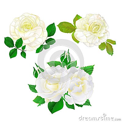 White roses with buds and leaves vintage on a white background set five vector illustration editable Vector Illustration