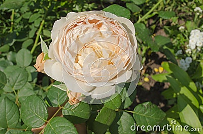 White roses Desdemona blooms in the garden Stock Photo